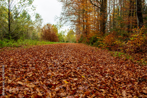 Blätterbedeckter Waldweg im Herbst