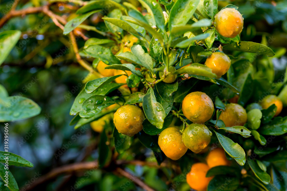 Orange tree in the orange grove, selective focus. Kumquat tree in a garden. Ripe oranges hanging orange trees in orange grove.  Citrus tree with kumquat fruit.