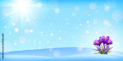 Spring background with crocuses. spring flowers crocuses spring break out from under the snow. Widescreen .  EPS 10