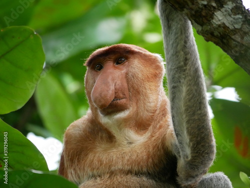 Foto Closeup of a proboscis Monkey sitting in a tree between leaves in Bako national