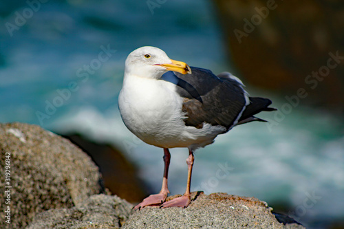 Seagull (CA 00276)