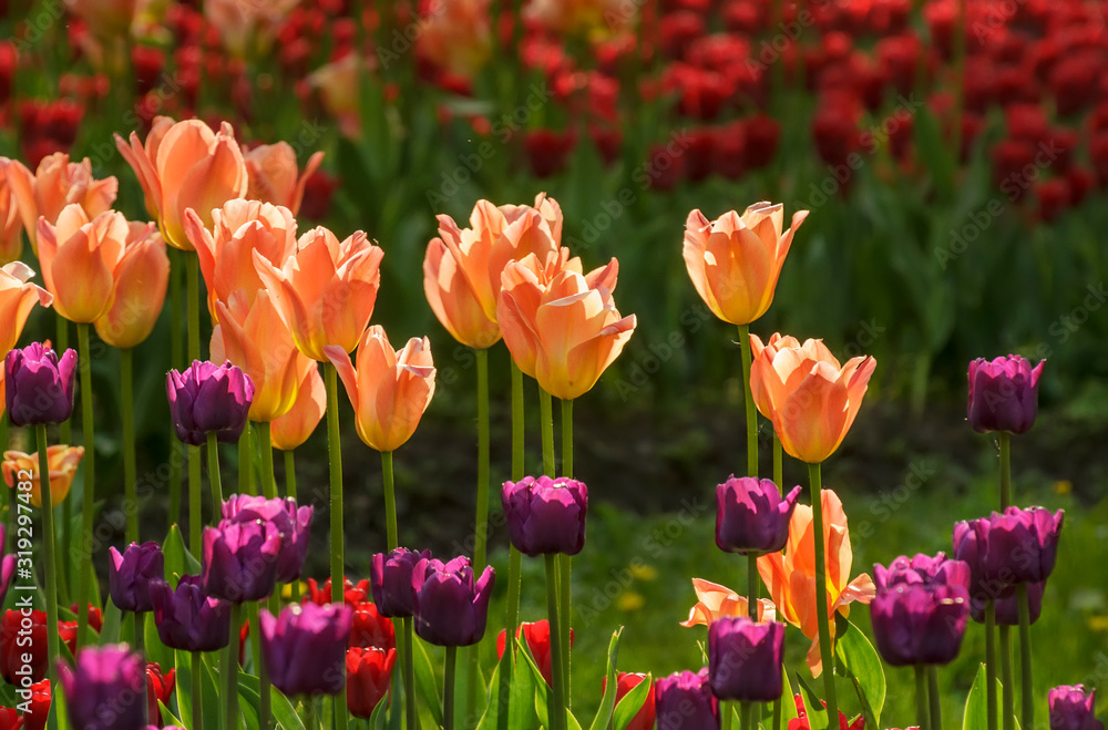 Tulip festival in St. Petersburg on Elagin island.