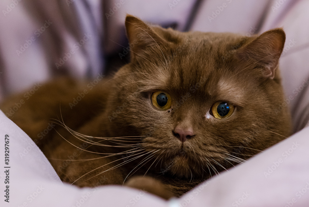 Portrait of British short hair, brown  cat. cinnamon color. cat relaxes inside  a bean  bag