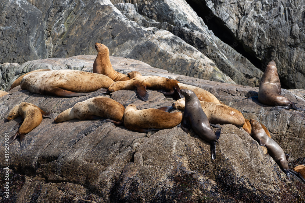 Obraz premium Steller sea lion in South East Alaska