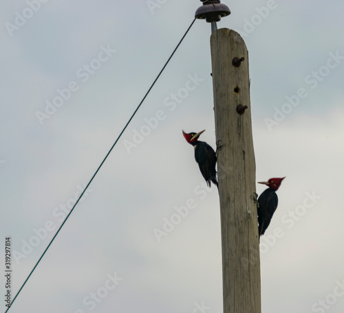 Pájaro Carpintero copete Rojo con Negro photo