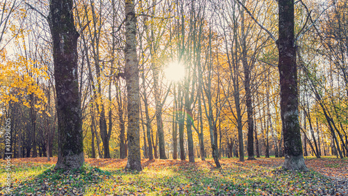 Autumn scenery in a forest, sun casting beautiful rays of light through trees, 16:9