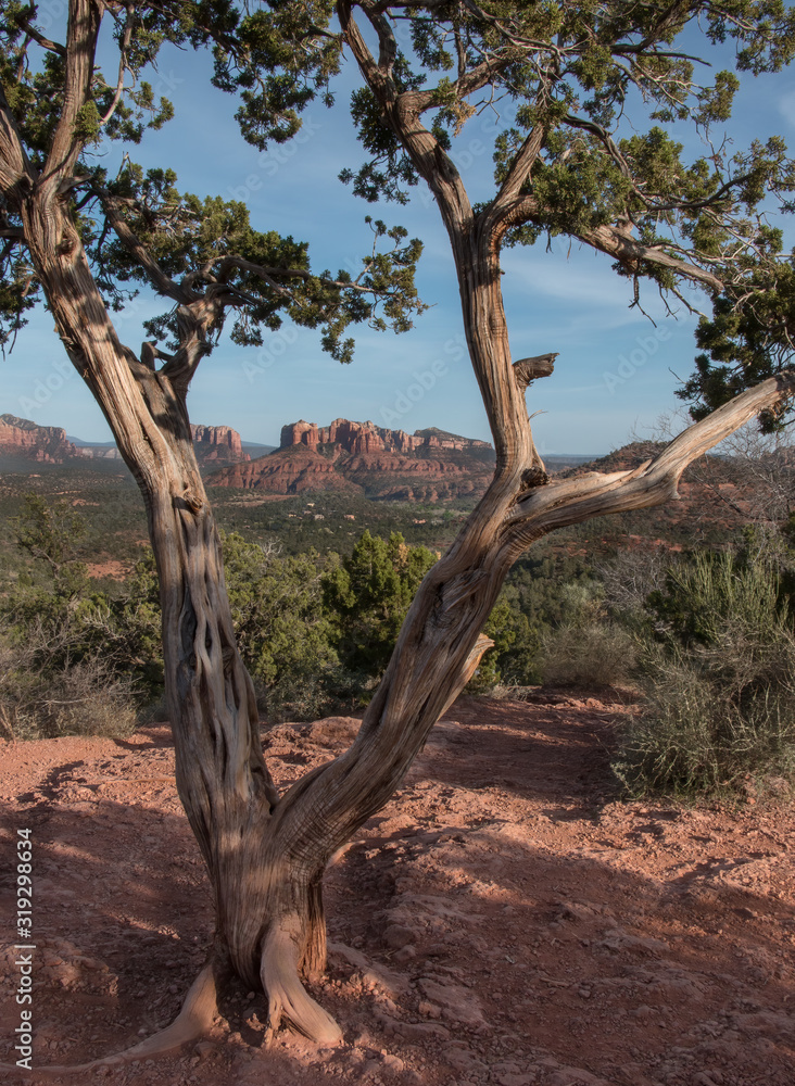 Stunning Sedona red rock landscape as seen through craggily tree Stunning Sedona red rock landscape as seen through craggily tree