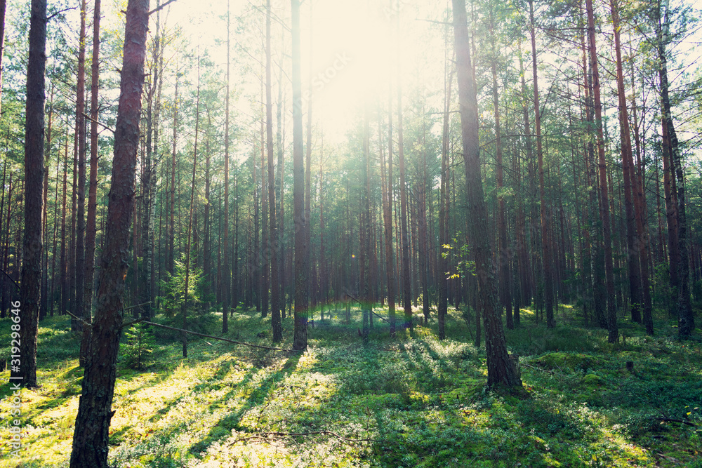 Fototapeta premium Green summer forest in the morning