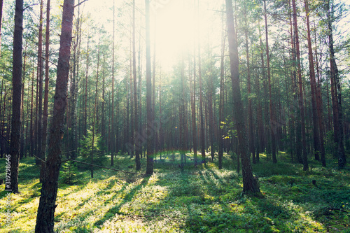 Green summer forest in the morning