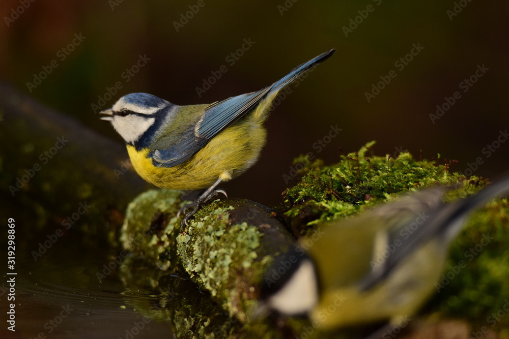 Obraz premium Sikorka modra z bliska