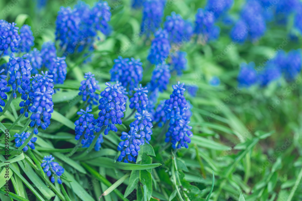 Tender blue muscari flowers in the daylight Tender blue muscari flowers in the daylight
