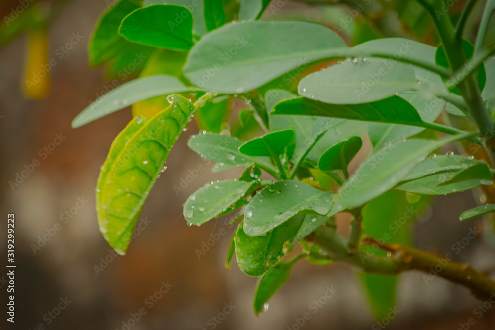 Gotas de Lluvia en hojas de plantas