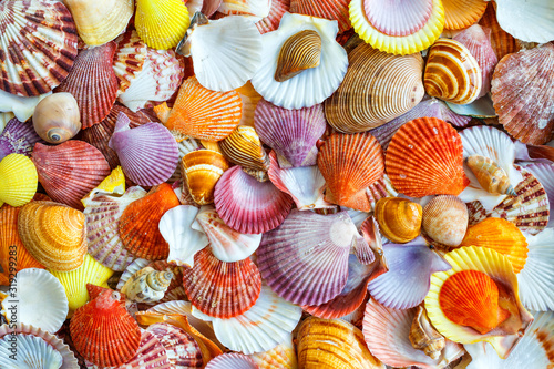 Seashells background, lots of amazing seashells, coral and starfishes mixed.Sea shells collected on the coast of Costa Rica as background