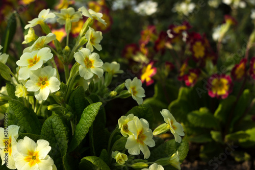 Red and yellow primrose in the garden against a background of white undersized flowers. Spring concept, beautiful flowers in the flowerbed