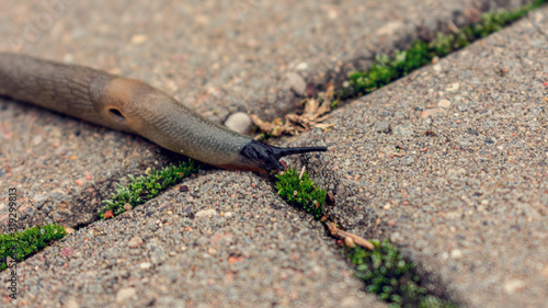 Slug crawling on the tiles on the street, closeup