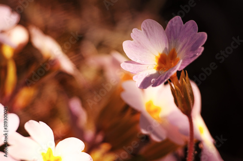 Small fragile primrose flowers bloom