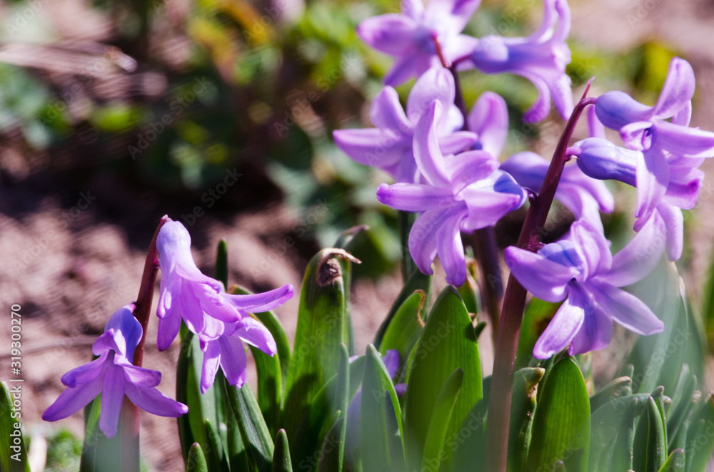 Wonderful hyacinth flowers bloom outdoors in spring on a sunny day