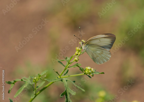 Mariposa blanca sudamericana, Mathania
