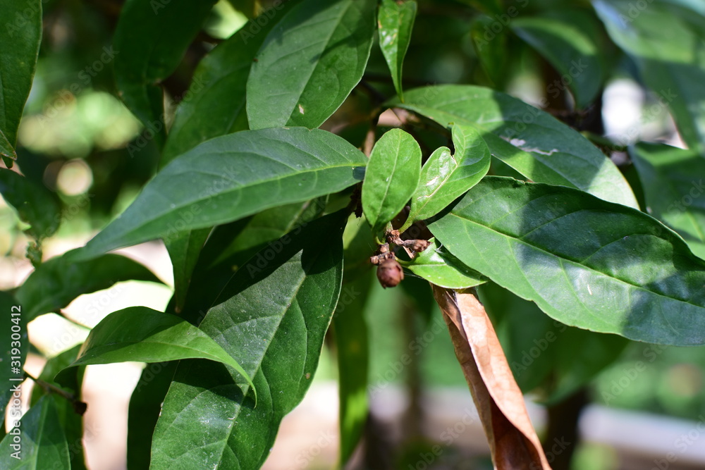 texture of large leaves of intense green color texture of large leaves of intense green color