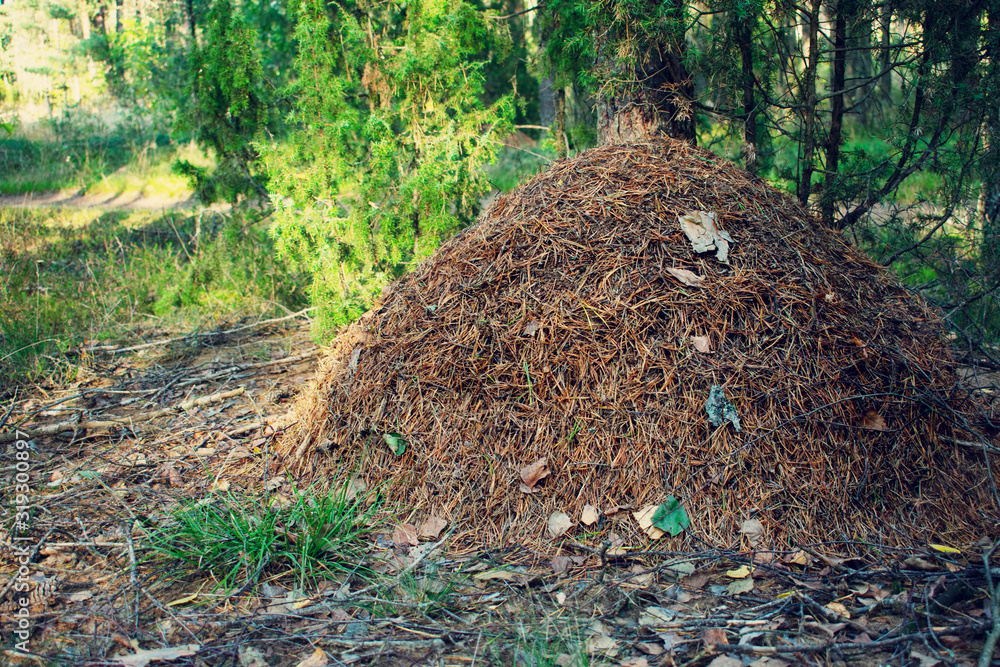 Fototapeta premium Anthill in the forest, forest landscape