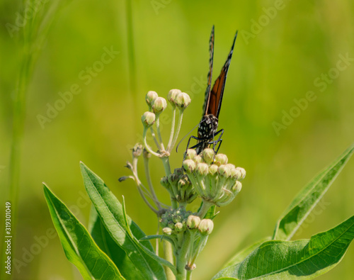 mariposa monarca del sur (Danaus erippus) photo