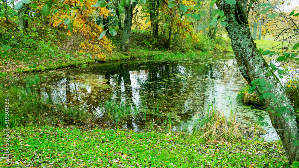 Green swamp in autumn day, landscape Green swamp in autumn day, landscape