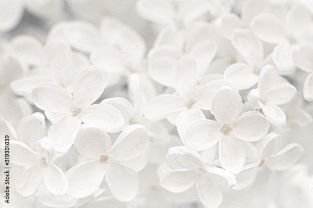 Natural background of white lilac flowers close-up. Natural background of white lilac flowers close-up.