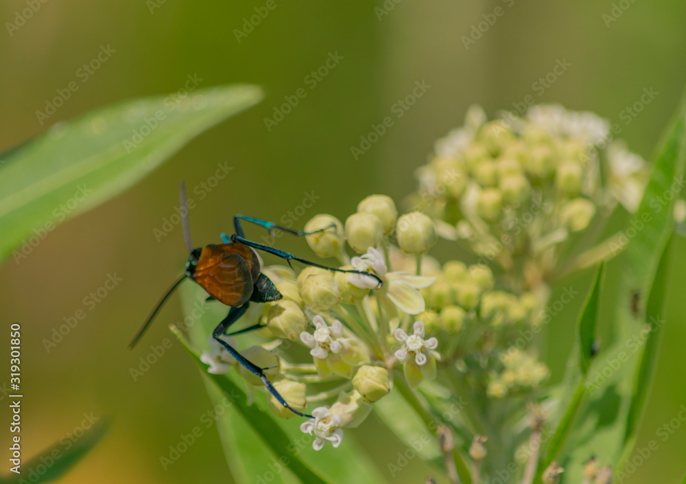 Fototapeta premium San Jorge , Avispa Posado en flor