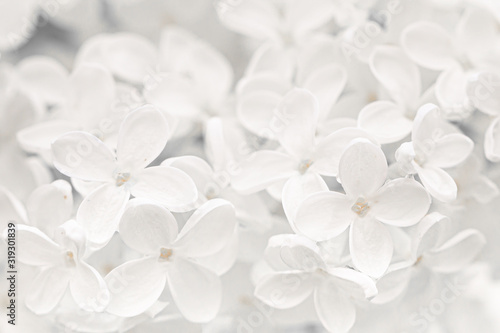 Natural background of white lilac flowers close-up.