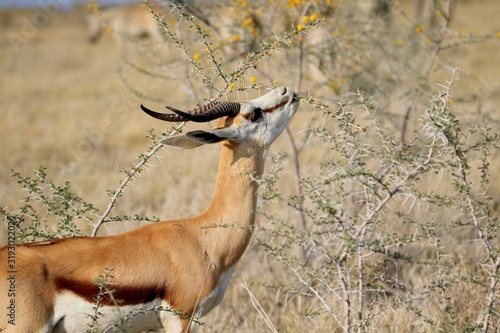 Springbok Namibia Etosha