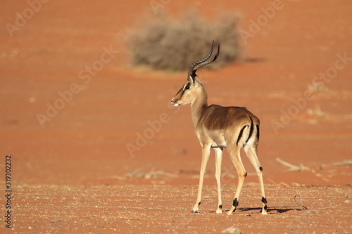 Impala Namibia