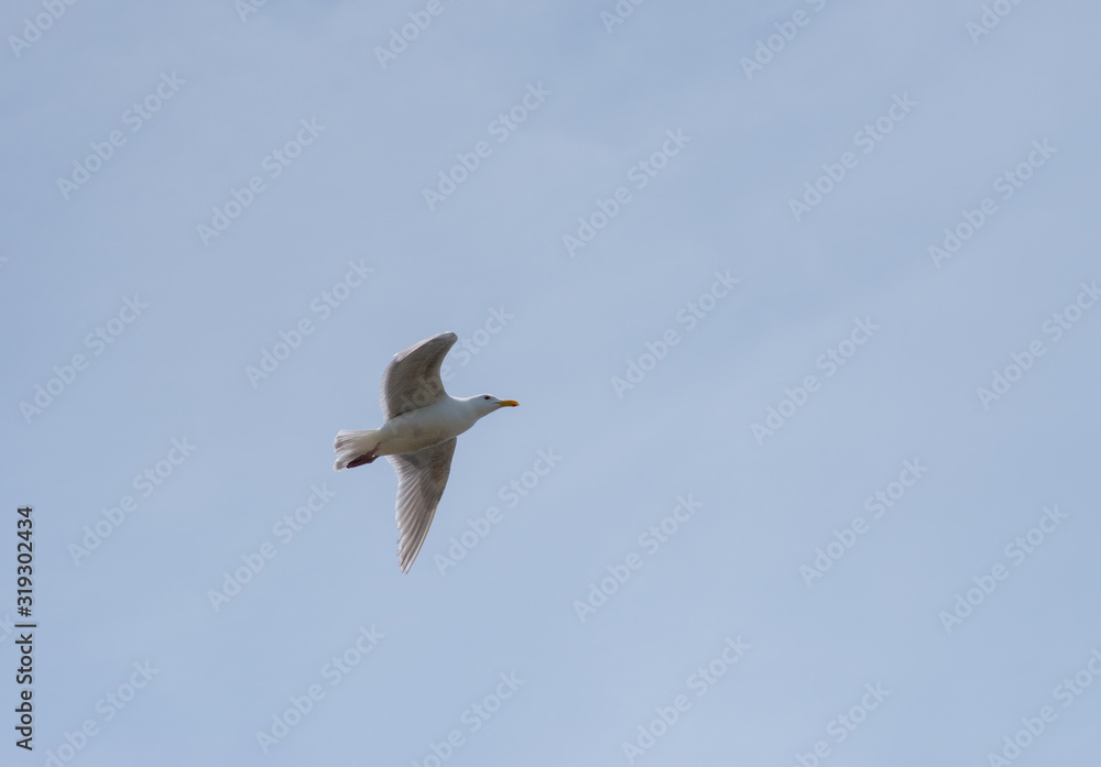 Obraz premium seagull flying in the blue sky