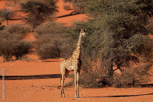 Giraffa Kalahari