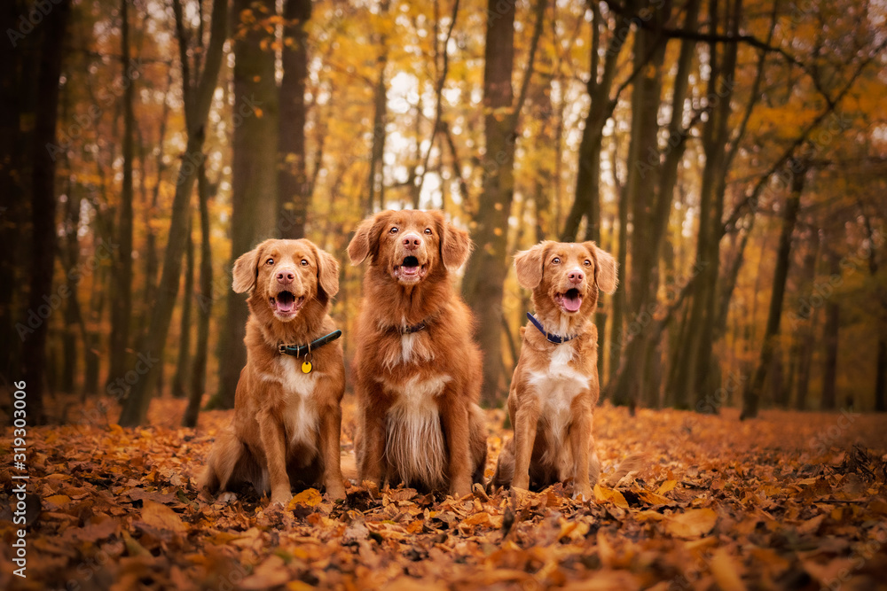 Family Family