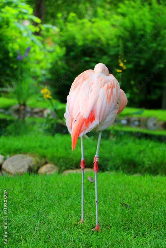 Sleepy Flamingo