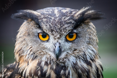 owl © scott