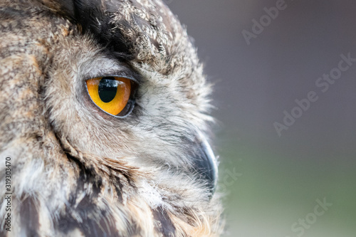 eagle owl