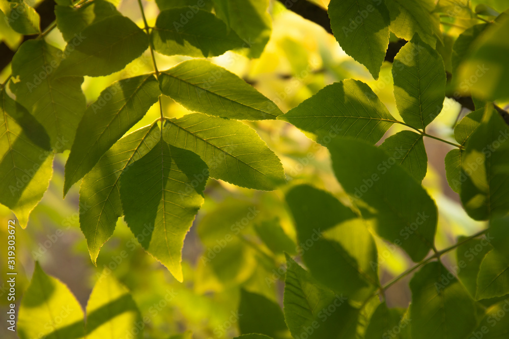 Fototapeta premium Green leaves in soft sunlight in the forest