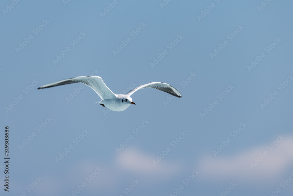 Seagull flying against blurred sky background Seagull flying against blurred sky background