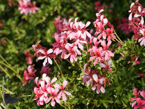 Ivy-leaved pelargonium or cascading geranium (Pelargonium peltatum) photo