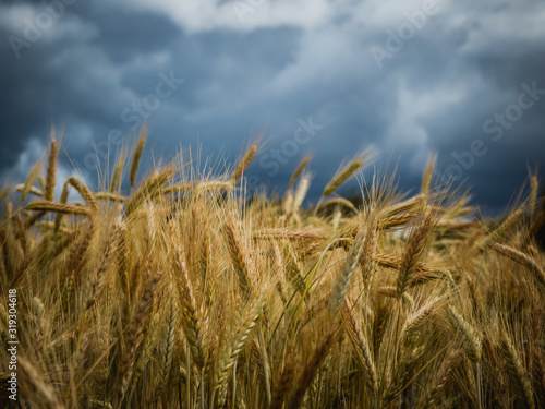 Yellow wheat field under dark storm cloud sky
