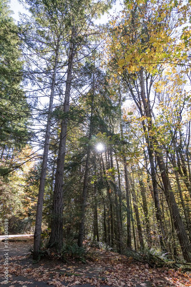 Obraz premium road through tall forest in late fall