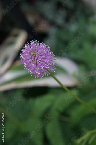 Purple flower