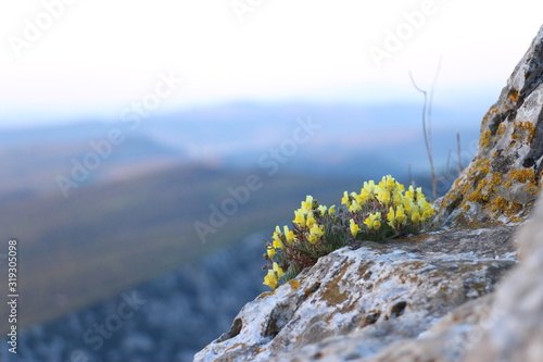 fleur de montagne
