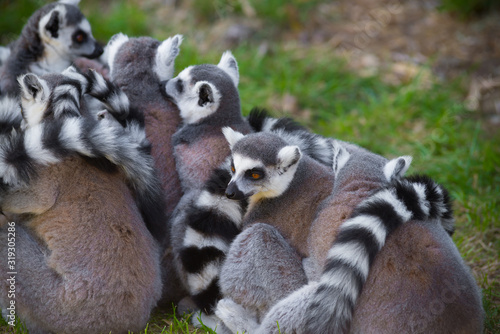 ring-tailed lemurs © hansenn