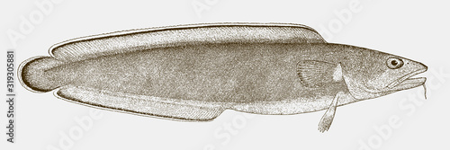 Cusk or tusk brosme, an excellent but endangered food fish from the North Atlantic Ocean in side view