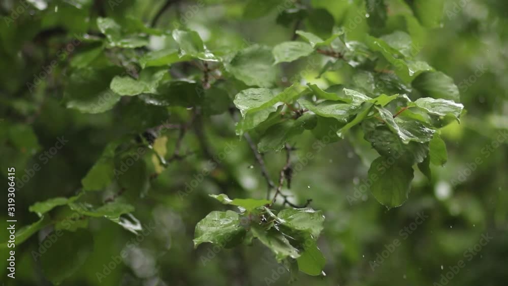 plants get wet in the rain plants get wet in the rain