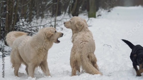 Three dogs (golden retriever and dachshund) play and fight in the winter forest. Slow motion.