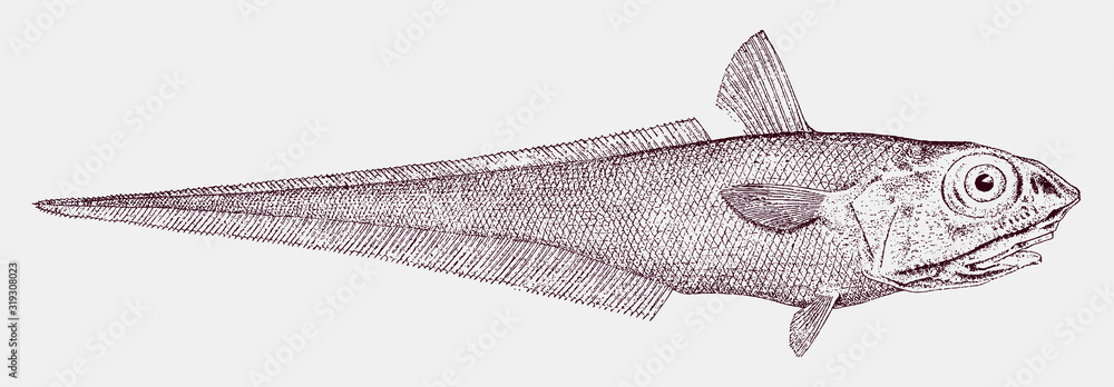 Rock grenadier or roundhead rat-tail, coryphaenoides rupestris, a  critically endangered deep sea fish in side view Stock Vector