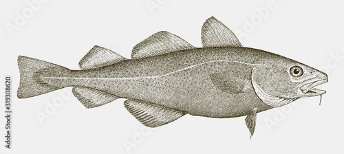 Threatened Atlantic cod gadus morhua, highly commercial food fish photo